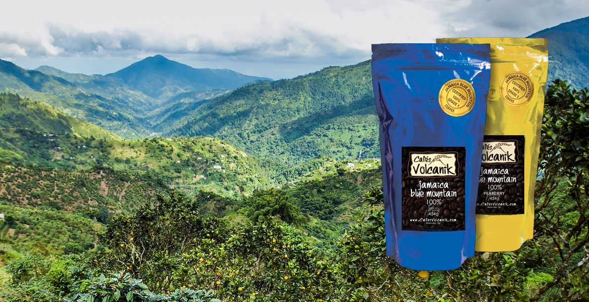 Café 100% Arabica Blue Mountain de Jamaïque - CAFES OCE