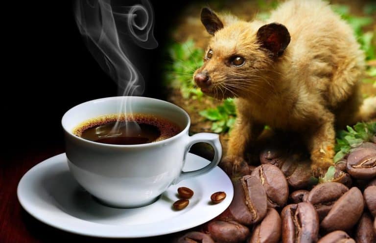 Tout savoir sur le Kopi Luwak : l’étrange café d’Indonésie