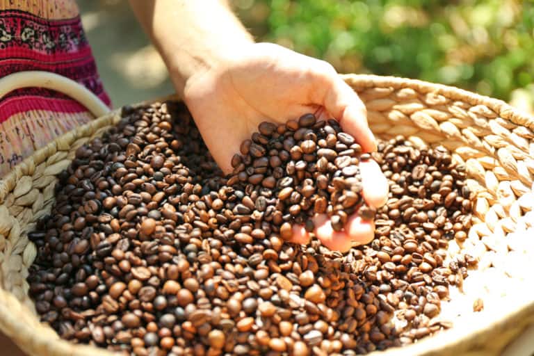 Qu’est-ce que le café de spécialité ?