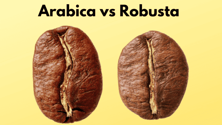 Arabica ou robusta : quelles différences ?