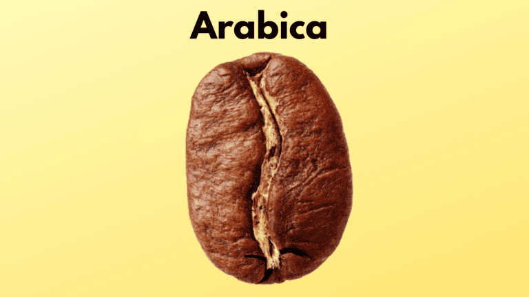 Café Arabica : tout ce que vous devez savoir